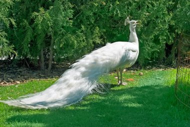 Güzel beyaz kar tavus kuşu yeşil çimlerin üzerinde