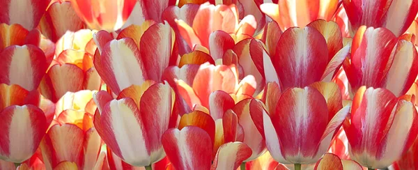 Luminoso Sfondo Colorato Tulipani Gialli Rossi — Foto Stock