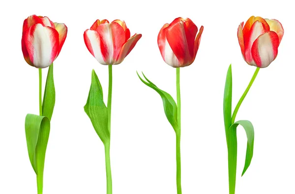 Beautiful Composition Red Tulips Isolated White Background — Zdjęcie stockowe