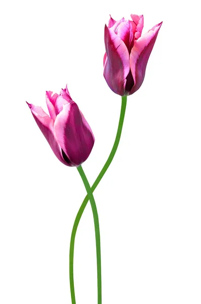 Красива Пара Фіолетових Тюльпанів Ізольовані Білому Тлі — стокове фото