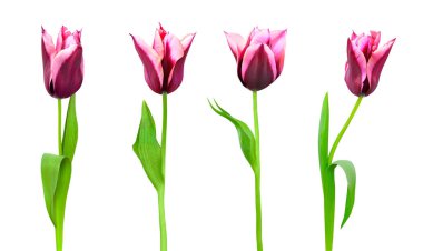 Beyaz arka planda izole edilmiş mor lalelerin güzel bileşimi