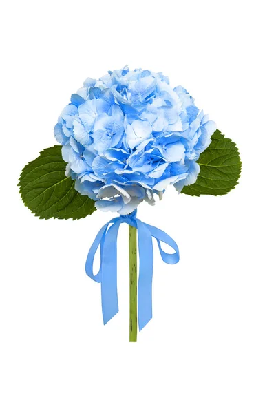Modrá Hortenzie Stuhou Izolované Bílém Pozadí — Stock fotografie