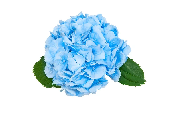 Flor Hortênsia Azul Claro Isolada Sobre Fundo Branco — Fotografia de Stock