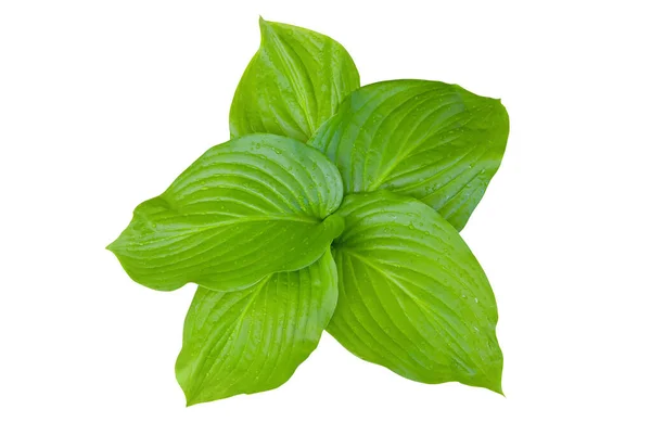 Folhas Verdes Brilhantes Lírio Isolado Fundo Branco — Fotografia de Stock