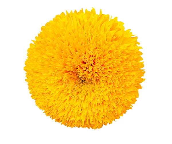 Żółty Dekoracyjny Słonecznik Izolowany Białym Tle — Zdjęcie stockowe