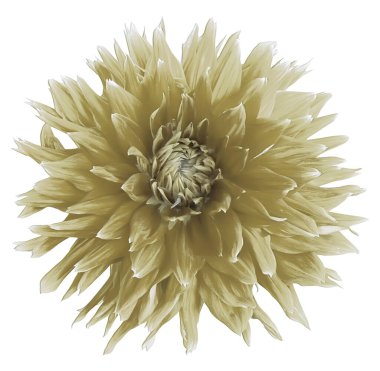 Beyaz arka planda izole edilmiş harika bir bej yıldız.