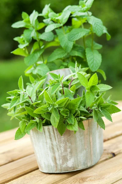 Fresh mint — Stock Photo, Image