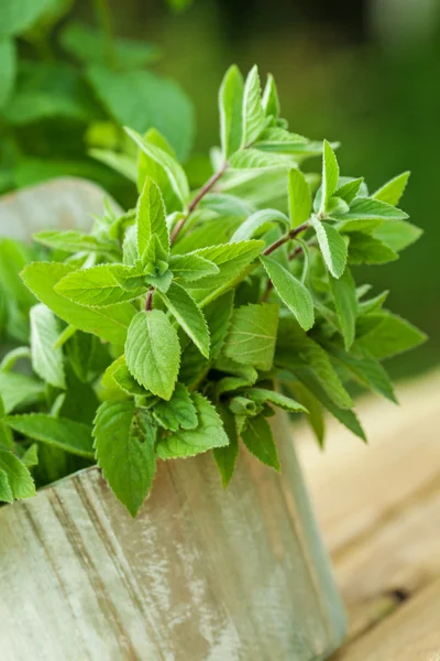 Fresh mint — Stock Photo, Image