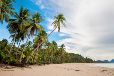 güzel bir plaj tropikal hurma ile