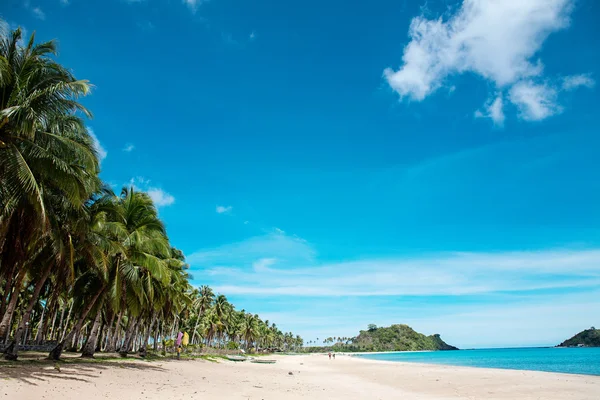 Palm and tropical beach — Stock Photo, Image