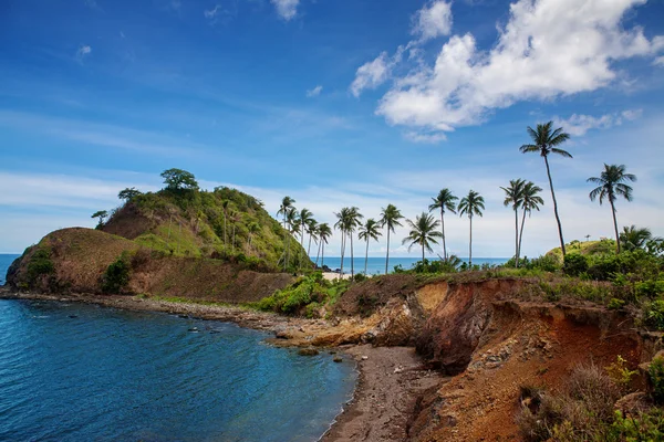 Palm and tropical beach — Stock Photo, Image