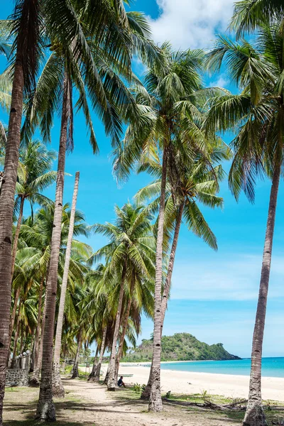 Palma e praia tropical — Fotografia de Stock