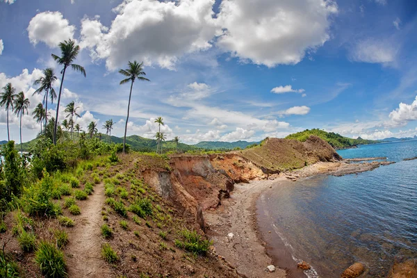 Palm and tropical beach — Stock Photo, Image