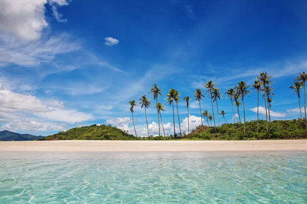 Пальма і тропічний пляж — стокове фото