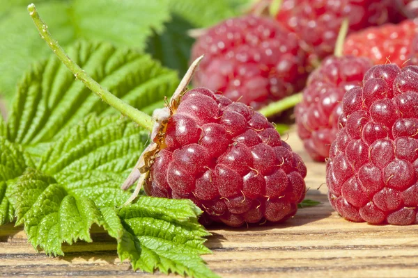 Closeup twig of raspberry and raspberries. — Stock Photo, Image