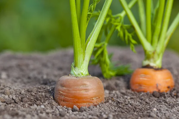 Carrots — Stock Photo, Image