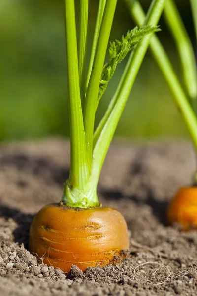 Zanahorias Imagen De Stock