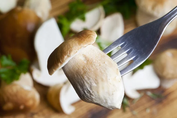 Paddenstoelen — Stockfoto