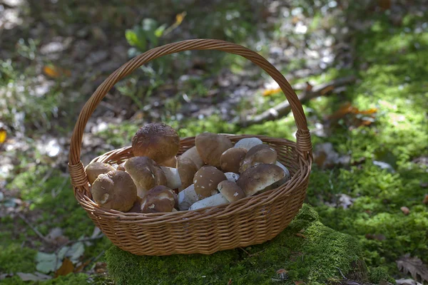 Paddenstoelen Rechtenvrije Stockafbeeldingen