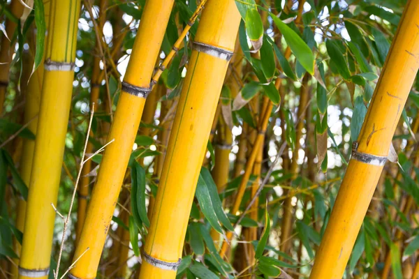 Bosques de bambú — Foto de Stock