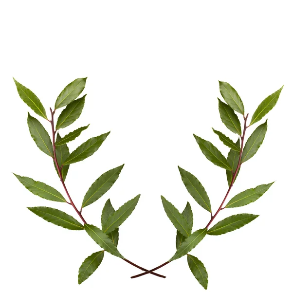 Laurel wreath — Stock Photo, Image