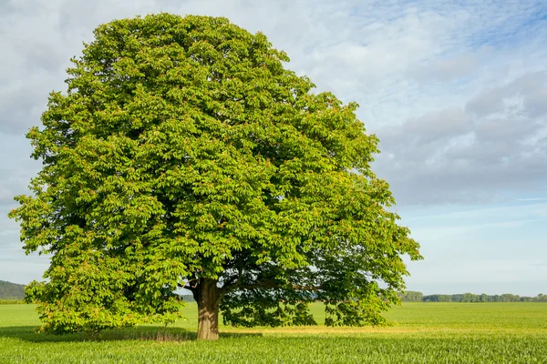 Kastanjblomning Stockbild