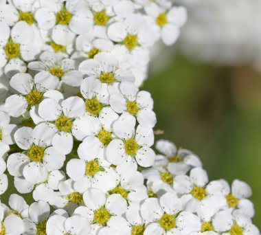 Bahar çiçekkwitnące wiosną