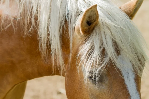 Horse — Stock Photo, Image