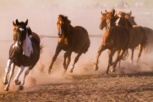 群れの競馬 — ストック写真