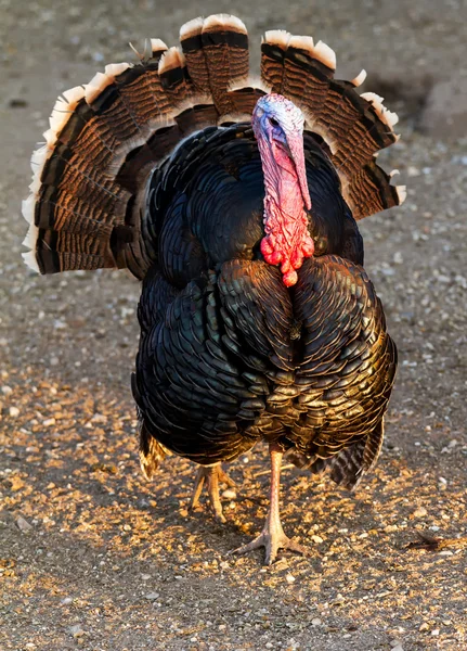 Turkey — Stock Photo, Image