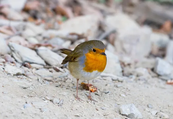 Cute robin — Stock Photo, Image