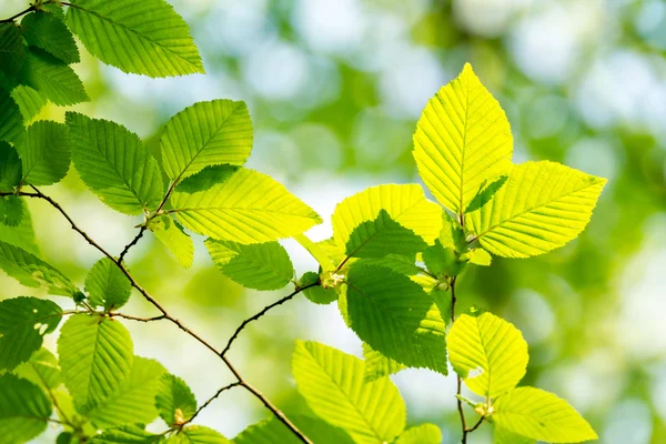 Leaves — Stock Photo, Image