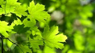 akçaağaç yaprakları