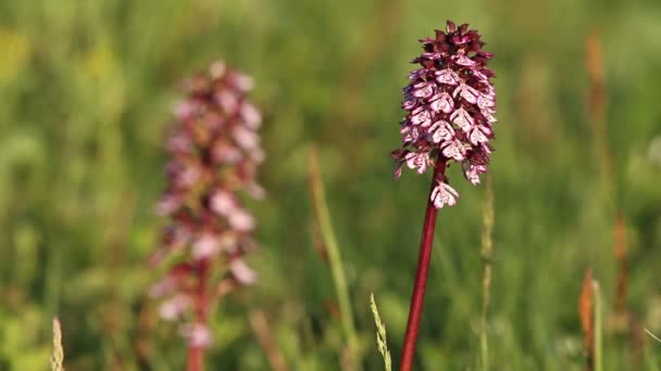 Güzel vahşi orkide — Stok video