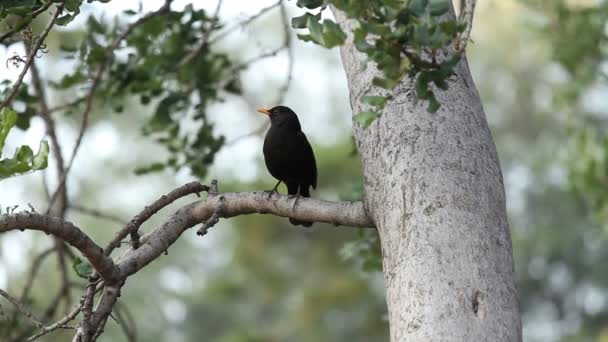 Blackbird — Stock Video