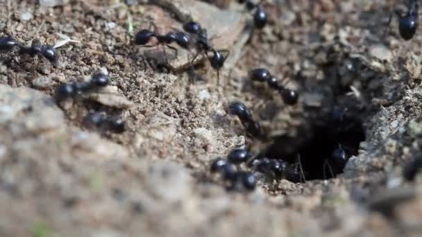 У муравьев много работы. — стоковое видео