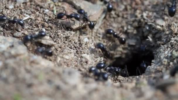 Les fourmis ont beaucoup de travail 