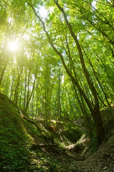 Bosque — Foto de Stock