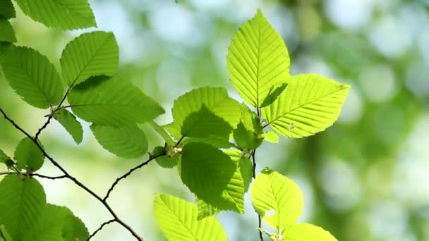 feuilles