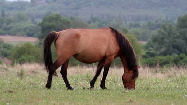 Jeune cheval 
