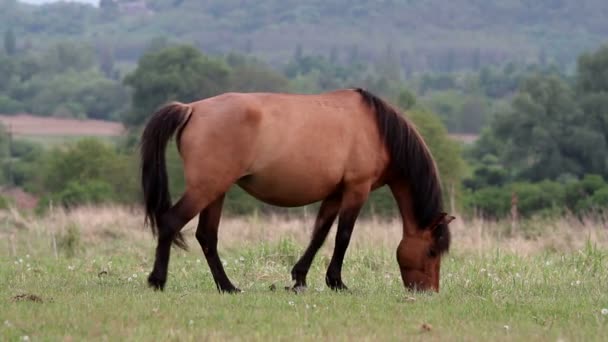 Cavalo jovem — Vídeo de Stock