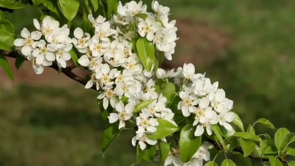 Flores — Vídeos de Stock