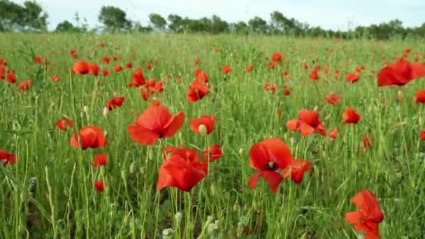 Poppy bloemen — Stockvideo