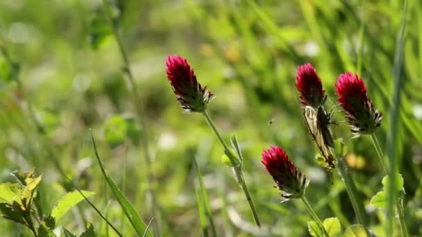 Mariposa cola de golondrina — Vídeos de Stock