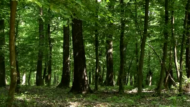 Bosque verde — Vídeo de stock