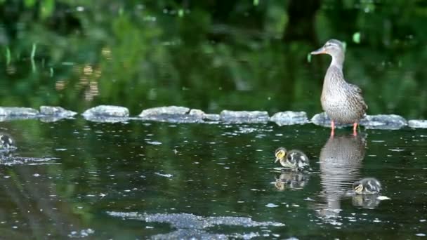 Familia de patos salvajes — Vídeos de Stock
