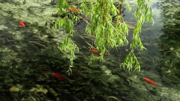 Fishes — Stock Video