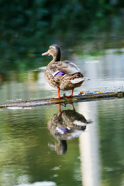 Wild duck — Stock Photo, Image