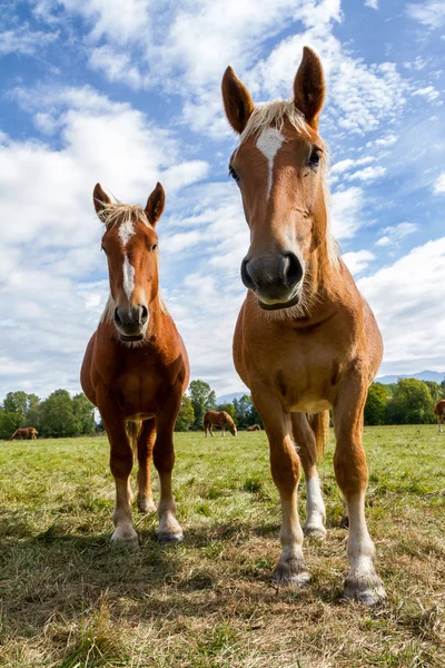 Pferde — Stockfoto