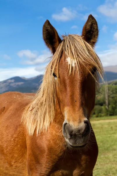 Ritratto cavallo — Foto Stock